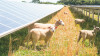 Agricultral Solar Mounting System